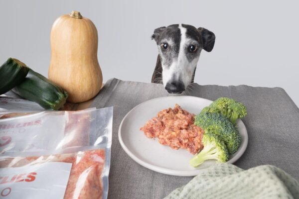 Perro observando atentamente un plato con comida Barklies, acompañado de brócoli fresco, calabacines y una calabaza, destacando la calidad natural de los ingredientes.
