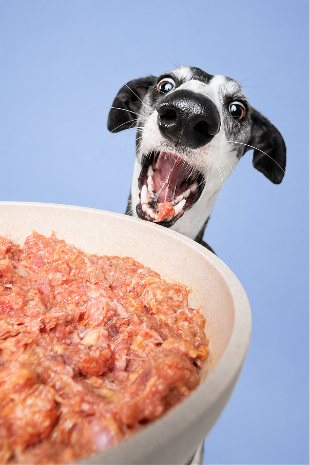 Perro junto a un cuenco de comida
